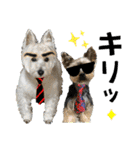 ずっと仲良しウェスティとヨーキー（個別スタンプ：10）