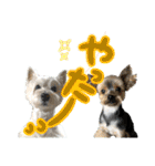 ずっと仲良しウェスティとヨーキー（個別スタンプ：12）