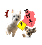 ずっと仲良しウェスティとヨーキー（個別スタンプ：19）