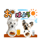 ずっと仲良しウェスティとヨーキー（個別スタンプ：20）