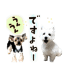 ずっと仲良しウェスティとヨーキー（個別スタンプ：25）
