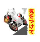 ずっと仲良しウェスティとヨーキー（個別スタンプ：26）