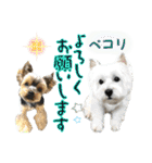 ずっと仲良しウェスティとヨーキー（個別スタンプ：31）