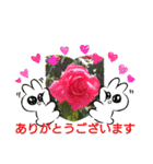 バラの実写ばかり集めた友達との会話（個別スタンプ：6）