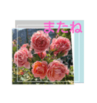 バラの実写ばかり集めた友達との会話（個別スタンプ：7）