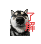 マロすけ日常会話2（個別スタンプ：3）