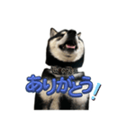マロすけ日常会話2（個別スタンプ：5）