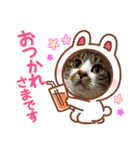 毎日使えるにゃんみ（個別スタンプ：2）