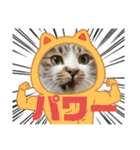 毎日使えるにゃんみ（個別スタンプ：5）