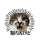 毎日使えるにゃんみ（個別スタンプ：6）