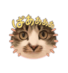 毎日使えるにゃんみ（個別スタンプ：7）