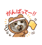 毎日使えるにゃんみ（個別スタンプ：8）