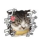 毎日使えるにゃんみ（個別スタンプ：9）