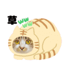 毎日使えるにゃんみ（個別スタンプ：12）