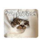 毎日使えるにゃんみ（個別スタンプ：18）