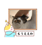 毎日使えるにゃんみ（個別スタンプ：22）