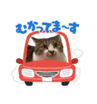毎日使えるにゃんみ（個別スタンプ：24）