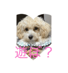 ポポ＆トト＆パオ（個別スタンプ：5）