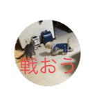 ポポ＆トト＆パオ（個別スタンプ：6）