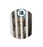 ポポ＆トト＆パオ（個別スタンプ：12）