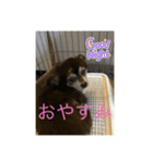 ポポ＆トト＆パオ（個別スタンプ：20）