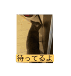 ポポ＆トト＆パオ（個別スタンプ：26）