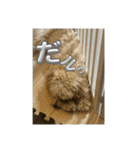 ポポ＆トト＆パオ（個別スタンプ：31）
