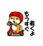 動く！豆柴「いま何してる？」（個別スタンプ：19）