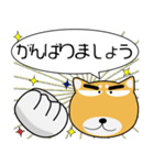 柴犬★吹き出し 大人 敬語（個別スタンプ：33）