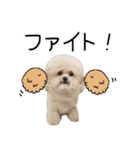 これでも犬です（個別スタンプ：6）