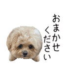 これでも犬です（個別スタンプ：11）