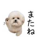 これでも犬です（個別スタンプ：17）