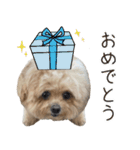 これでも犬です（個別スタンプ：20）