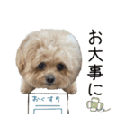 これでも犬です（個別スタンプ：26）