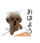 これでも犬です（個別スタンプ：32）