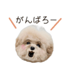 これでも犬です（個別スタンプ：36）