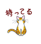 和風猫＜今の状況お伝えします＞（個別スタンプ：1）