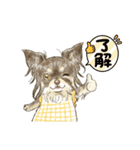 My Dog Stickers-mochaちゃん-（個別スタンプ：11）