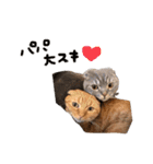 ふたりのねこすたんぷ3パパと一緒（個別スタンプ：1）