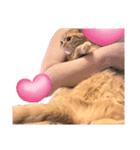 ふたりのねこすたんぷ3パパと一緒（個別スタンプ：4）
