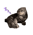 ふたりのねこすたんぷ3パパと一緒（個別スタンプ：7）