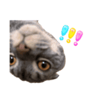ふたりのねこすたんぷ3パパと一緒（個別スタンプ：9）