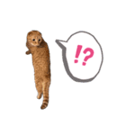 ふたりのねこすたんぷ3パパと一緒（個別スタンプ：10）