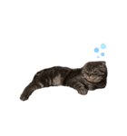 ふたりのねこすたんぷ3パパと一緒（個別スタンプ：11）
