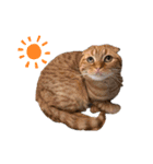 ふたりのねこすたんぷ3パパと一緒（個別スタンプ：12）