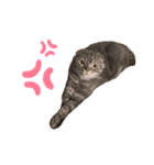 ふたりのねこすたんぷ3パパと一緒（個別スタンプ：13）
