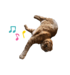 ふたりのねこすたんぷ3パパと一緒（個別スタンプ：14）