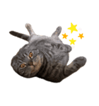 ふたりのねこすたんぷ3パパと一緒（個別スタンプ：15）