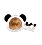 ふたりのねこすたんぷ3パパと一緒（個別スタンプ：16）