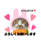 にゃんみエブリデイ（個別スタンプ：5）